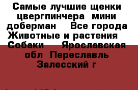 Самые лучшие щенки цвергпинчера (мини доберман) - Все города Животные и растения » Собаки   . Ярославская обл.,Переславль-Залесский г.